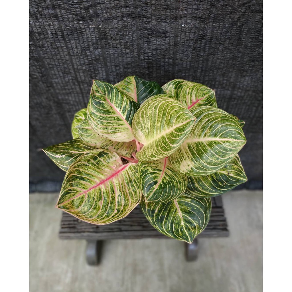 Syila Aglaonema Esmeralda