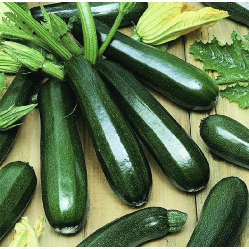 Benih ZUCCHINI HIJAU  HIBRIDA ISI 2 Biji