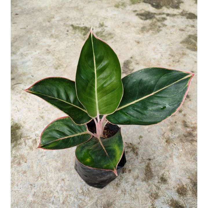 aglo lipstik flaminggo