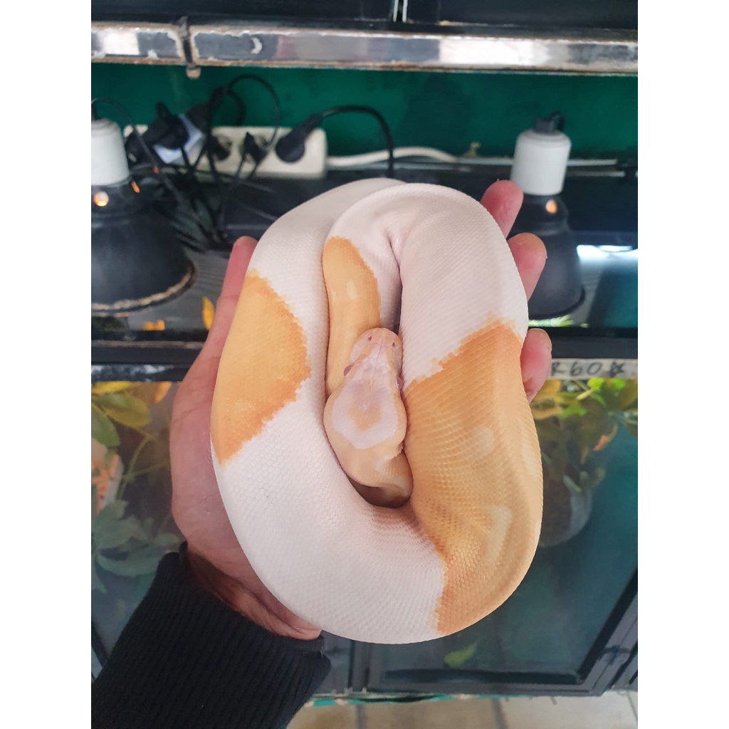 Albino Pied Ball Python Ballpython