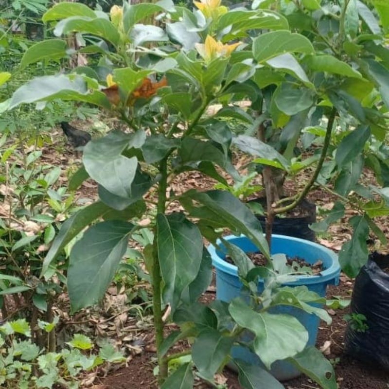 PAKET BIBIT ALPUKAT ALIGATOR hasil okulasi SUPER MURAH