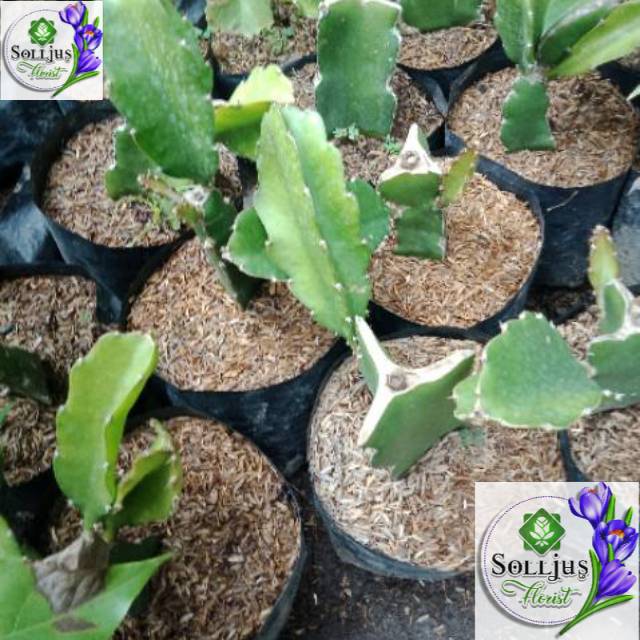 

Bibit buah naga