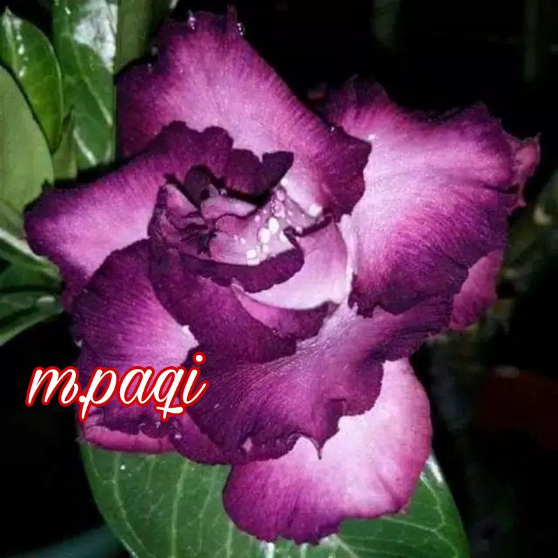 

bibit bunga kemboja Jepang ungu putih