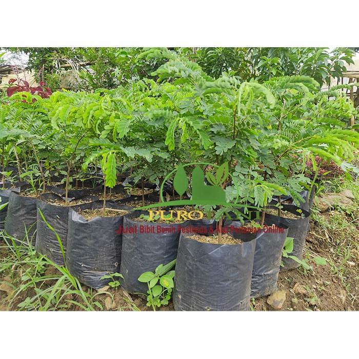 Bibit Tanaman Pohon Asam Jawa Asem Jawa Unggul Bahan Bonsai