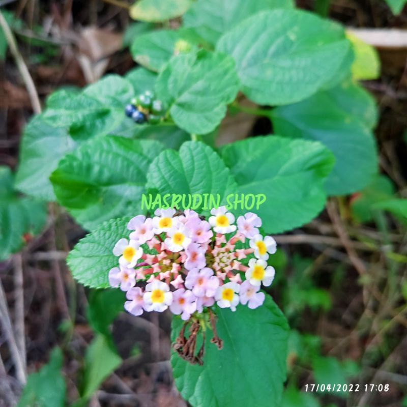 

[Fresh] DAUN LANTANA CAMARA / DAUN SALIARA / LENTANA CEMARA / OBAT HERBAL KANGKER RAHIM