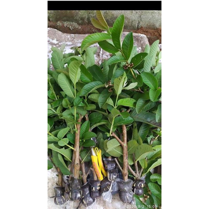

Bibit jambu kristal merah