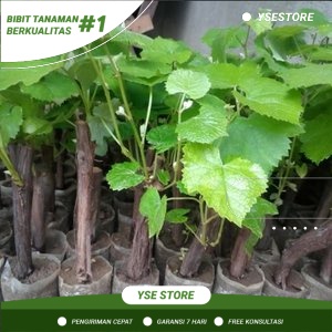 Bibit Buah Anggur Hitam Manis - Anggur lokal