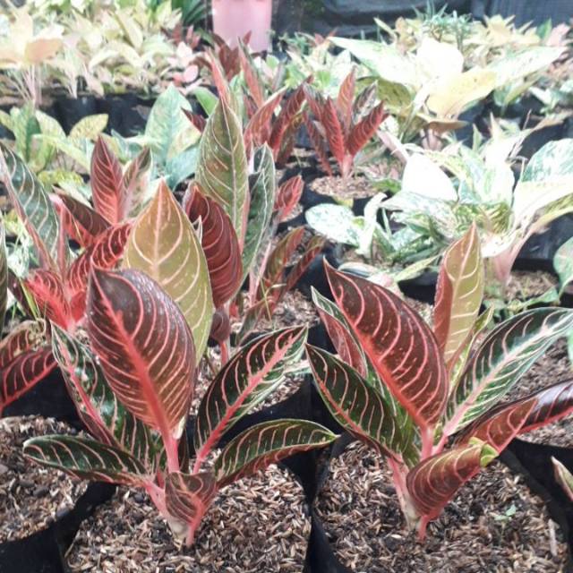 Bibit bunga aglonema red sumatra