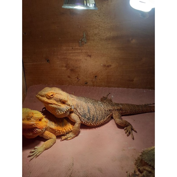 bearded dragon adult dewasa mele female proven