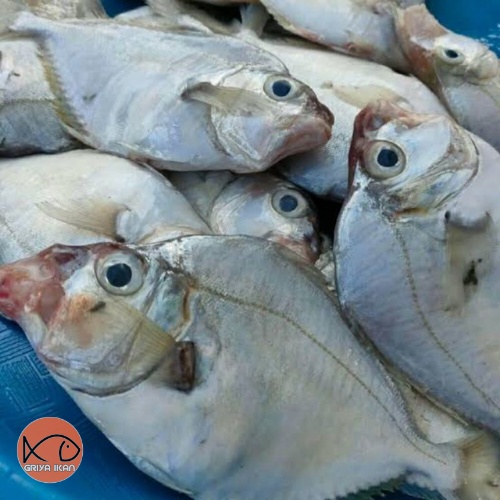 

IKAN PETEK Segar