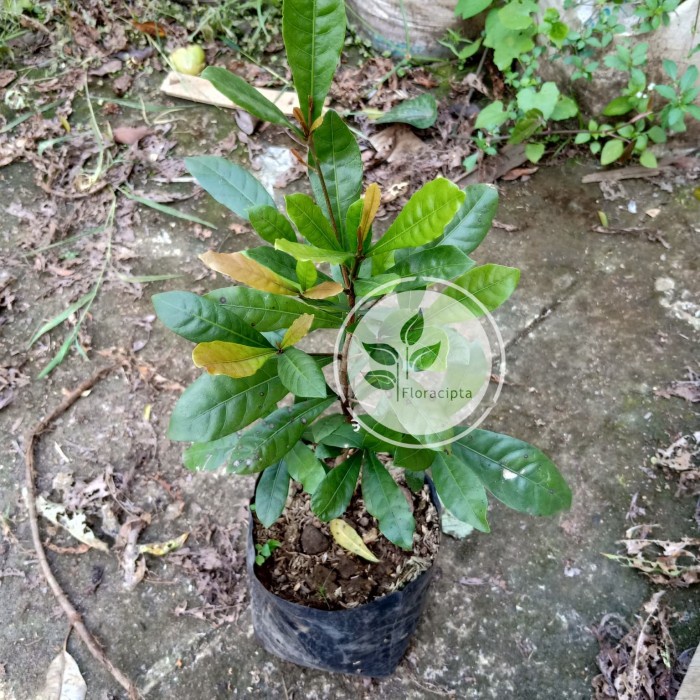 Bibit pohon buah magic fruit/miracle fruit/buah ajaib