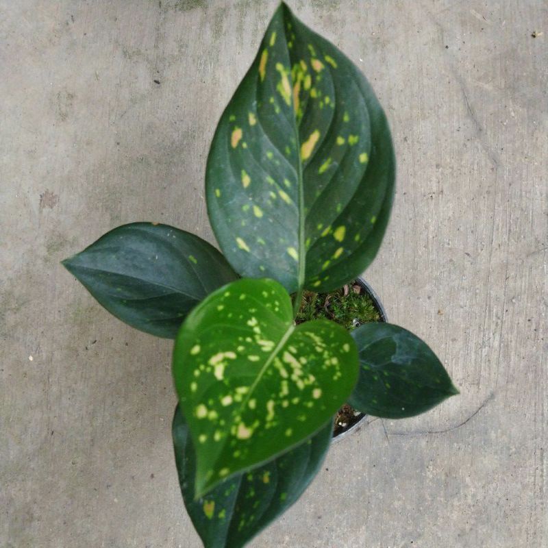 Aglonema Ruby Ciangmay