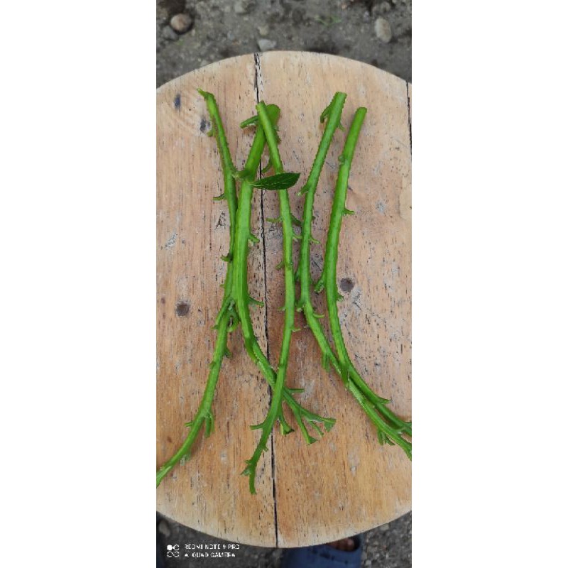 Promo entres alpukat miki