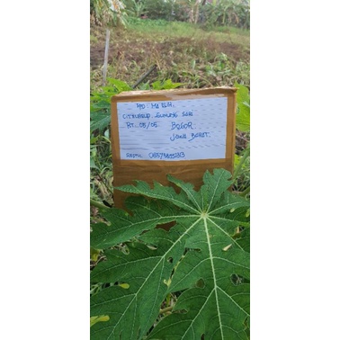 

bajakah