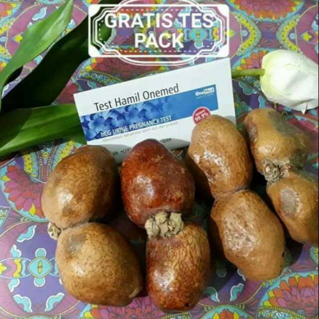 

Zuriat Kembar Mesir Sepasang / Buah Zuriat / Doum Promil