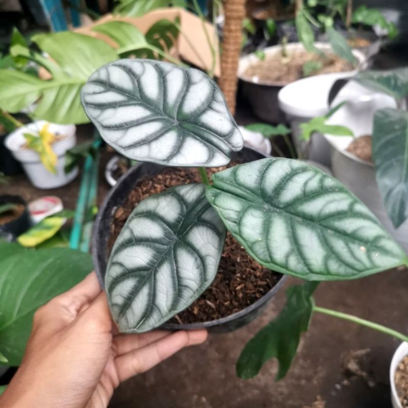 alocasia silver dragon daun 3 dewasa