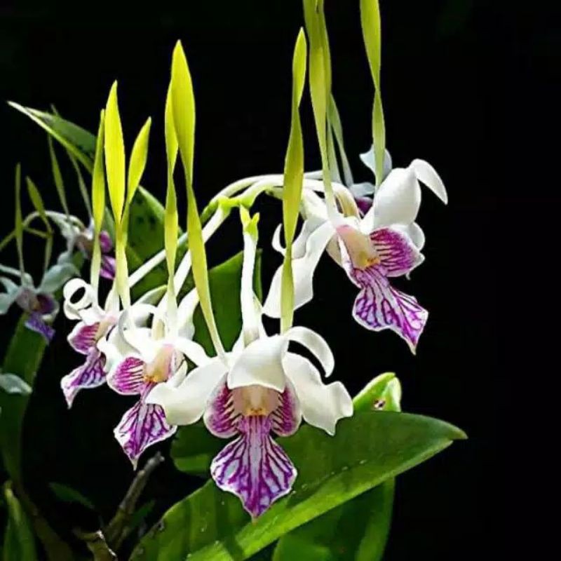 SEEDLING anggrek dendrobium stratiotes