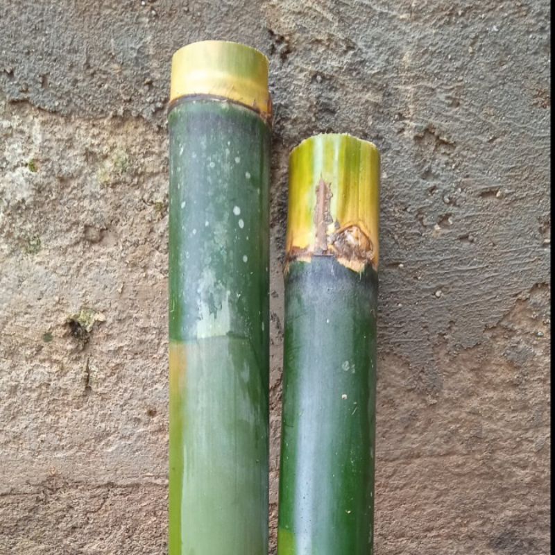 

bambu untuk masak nasi lemeung atau lemang