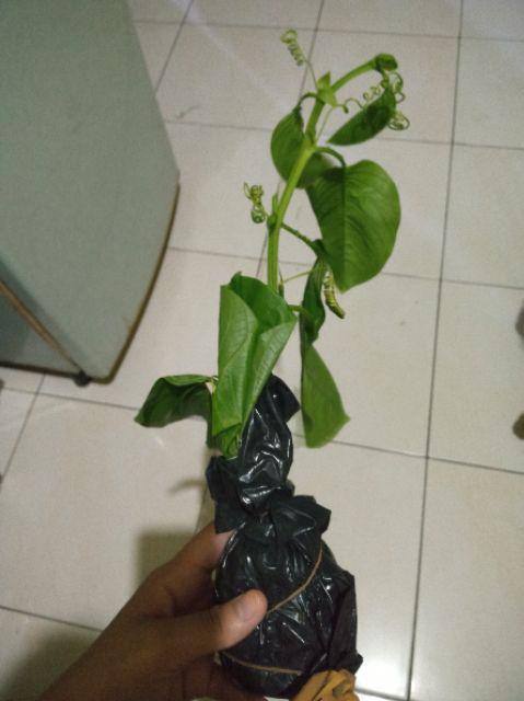 Bibit Markisa Manis