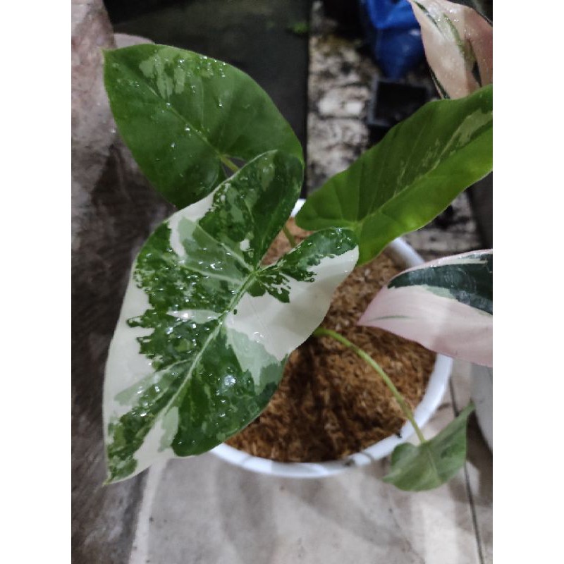 Alocasia macrorrhiza variegata (Sente Varigata)