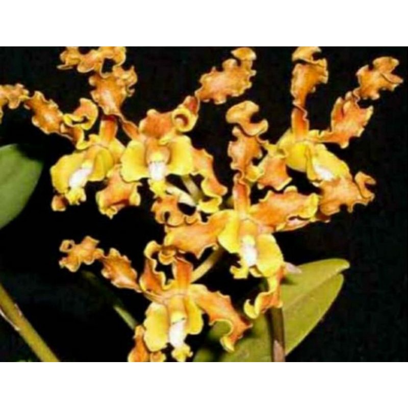 Bibit Botol Dendrobium Discolor var tanimbar
