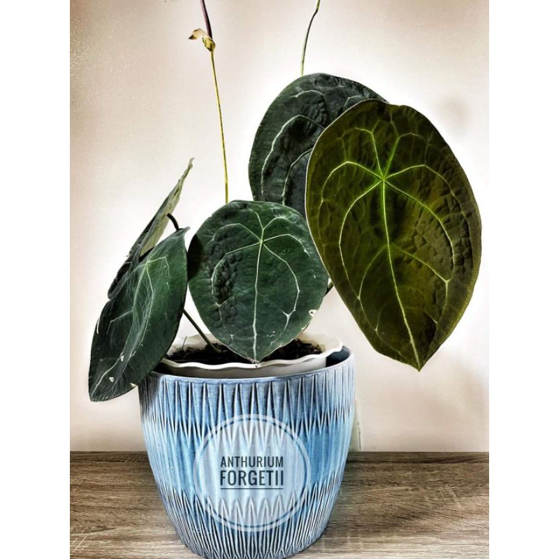 Bibit Anthurium Forgetii / Kuping Gajah Buta ori