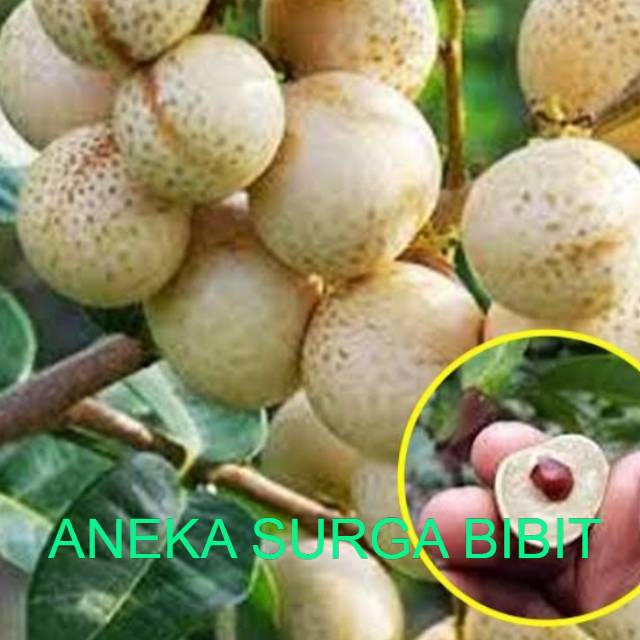

Kelengkeng matalada super manis