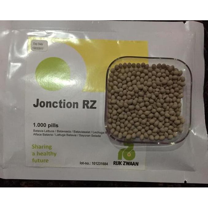 LJT 1000 seed - Benih Junction RZ Batavia Lettuce Junction Rijk Zwaan