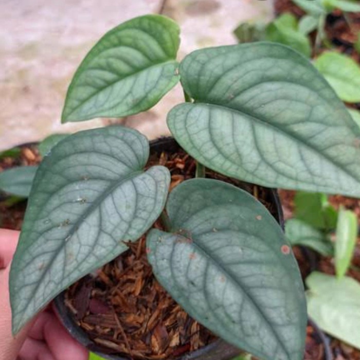 tanaman hias scindapsus lucens