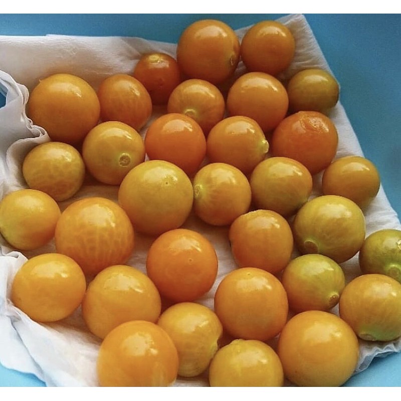 

CECENET / CIPLUKAN / GOLDEN BERRY 1 KG