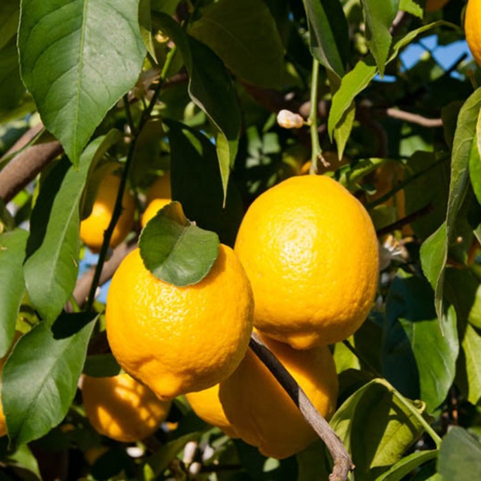 Bibit lemon california