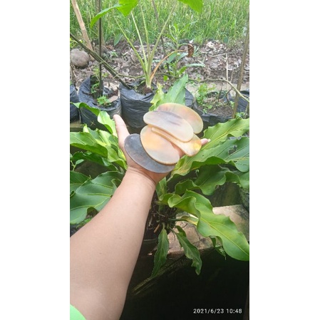 Guasha facial dari tanduk sapi/alat terapi/pijat