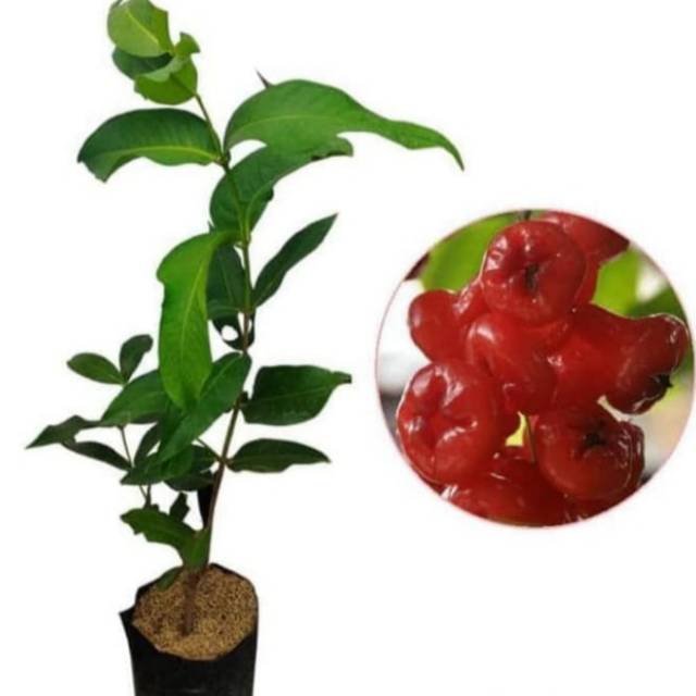 Pohon jambu kancing bibit pohon jambu kancing