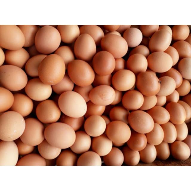 

TELUR AYAM BOILER