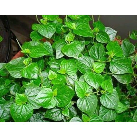 Daun Suruhan - Sirih Cina - Obat Asam Urat