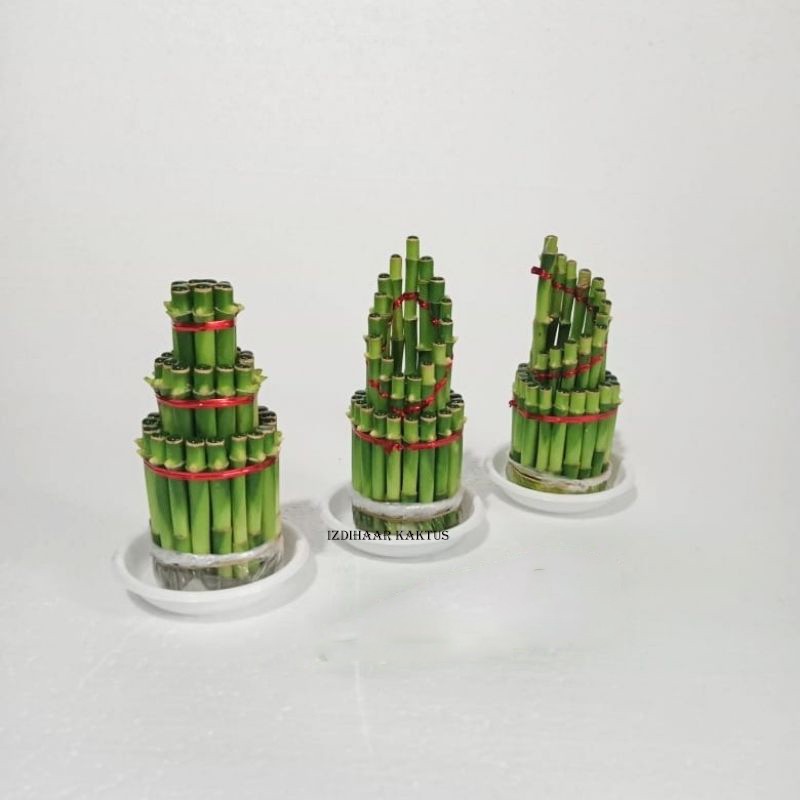 BAMBU HOKI CINA TANAMAN HIAS BAMBU REJEKI TERARIUM LUCKY BAMBOO MINI SUSUN DEKORASI RUMAH RUANGAN