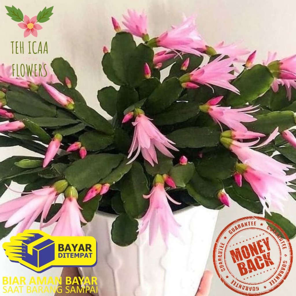 TANAMAN KAKTUS KEPITING BUNGA WIJAYA KUSUMA KEPITING ASLI TANAMAN GANTUNG TANAMAN HIAS COD