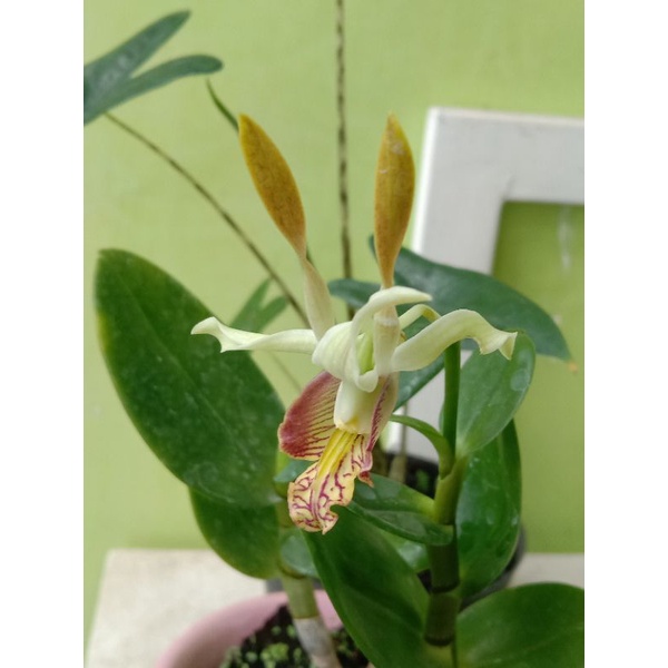 Dendrobium Habib Rizieq remaja