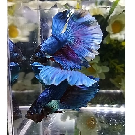 PAKET 2 EKOR IKAN CUPANG HALFMOON BIGEAR/HMBE LINE DUMBO EAR 100% REALPICT (KODE AM3)