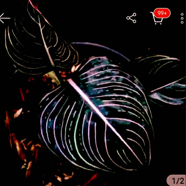 Promo!! Tanaman hias argonema radumtum aceh import