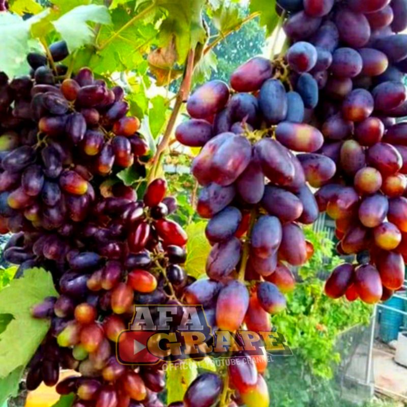 BIBIT ANGGUR IMPORT GOSV