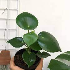 Tanaman hias Peperomia polybotria / paperomia raindrop - Bibit tanaman hias hidup