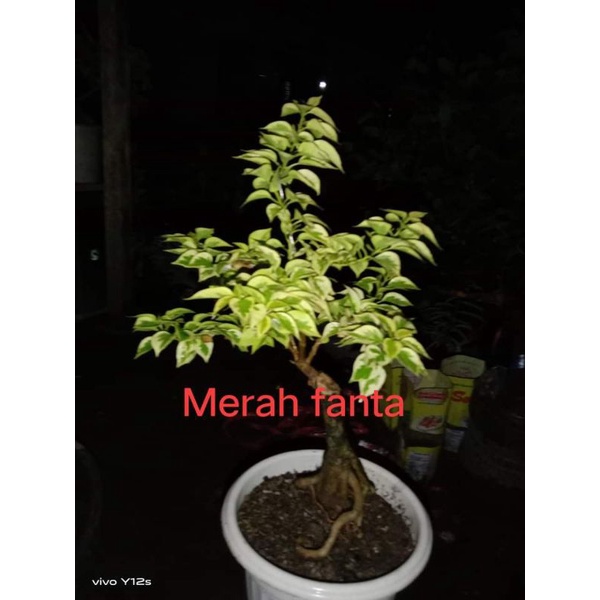 Bougenville SGP varigata merah fanta