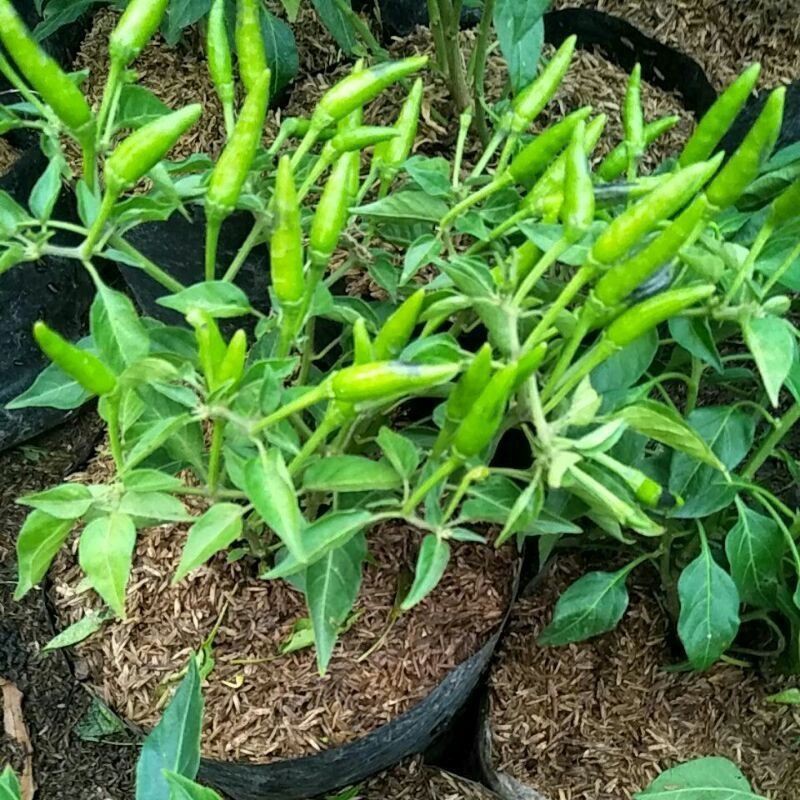 pohon cabe/bibit
