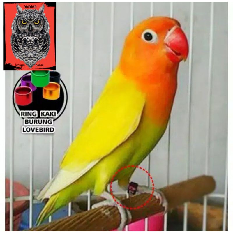 ring lovebird