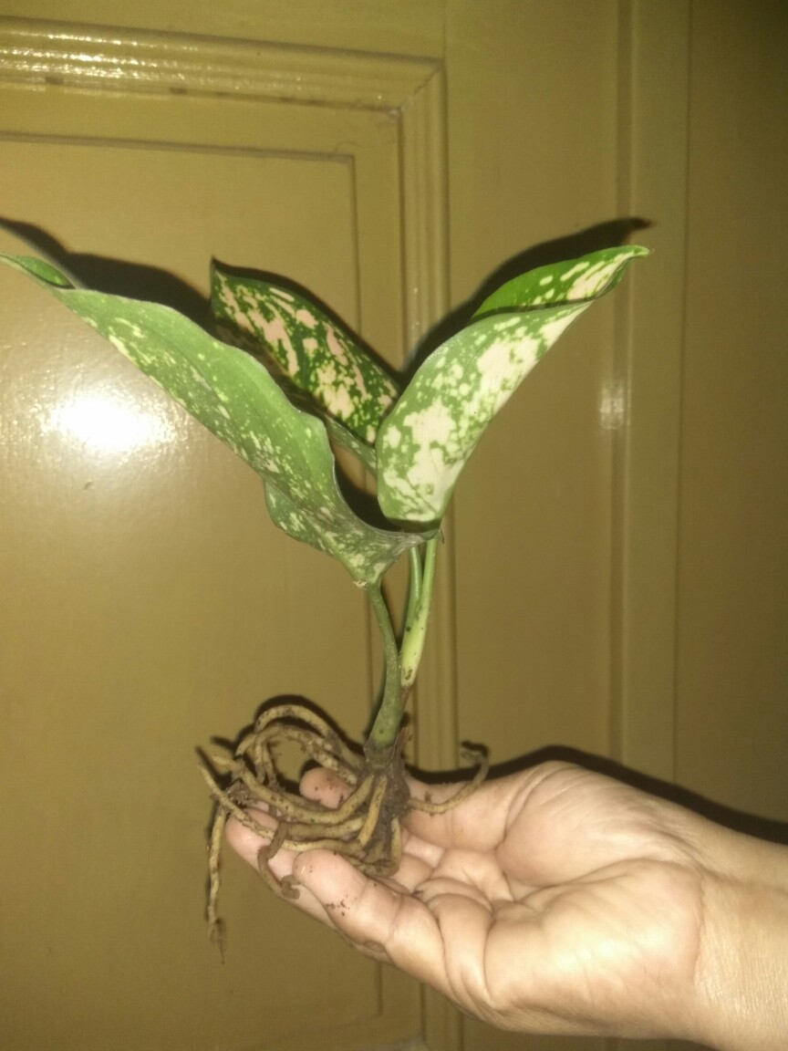 Tanaman Hias Aglonema Ruby Orangen