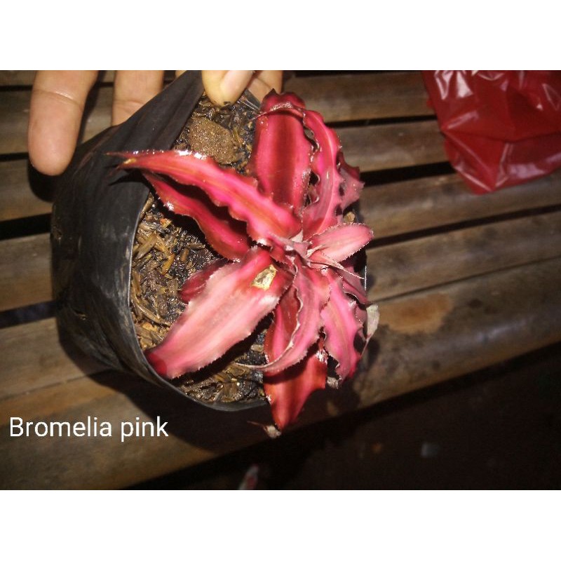 Tanaman hias bromelia pink mini
