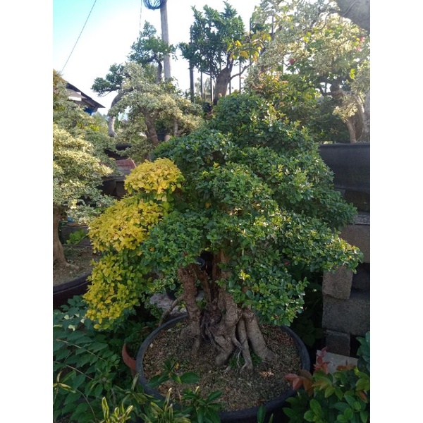 bonsai legistrum mikro,dua warna.bonsai jadi tinggal pajang bonggol besar..