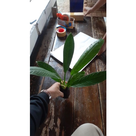 Philodendron Lynette