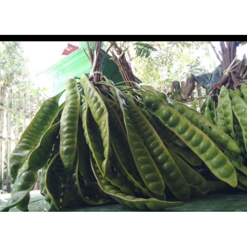 

pete tua super sortiran per ikat isi 10 lonjor